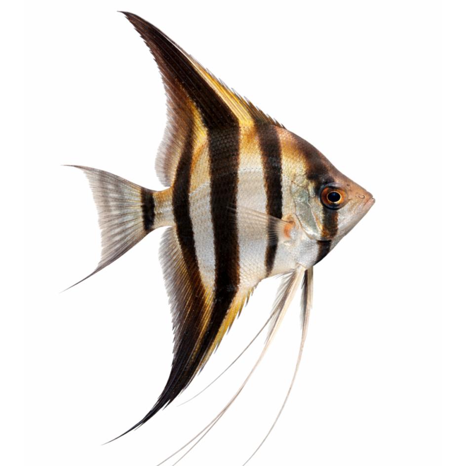 Angelfishes
