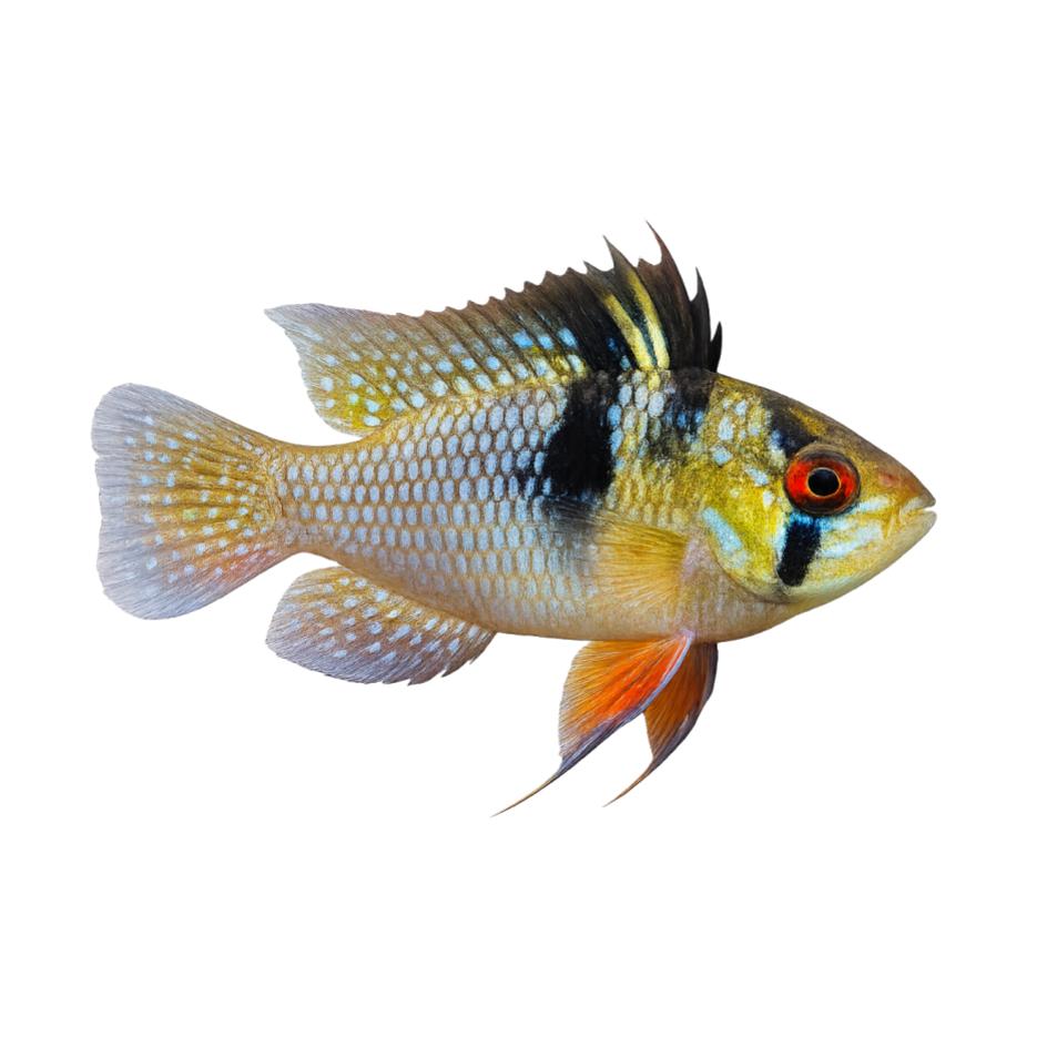Cichlids