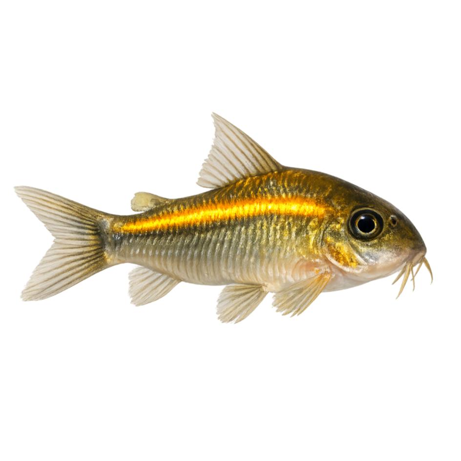 Corydoras