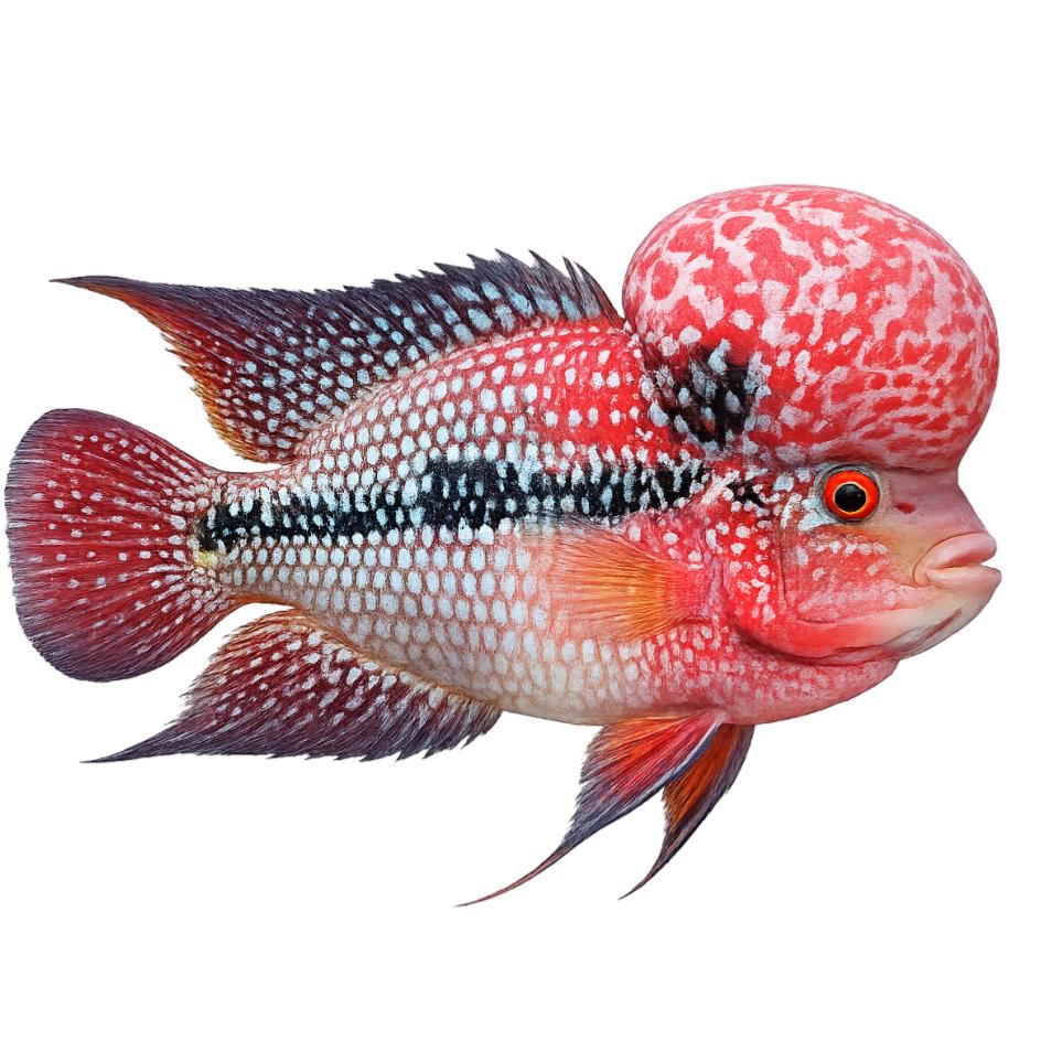 Flowerhorns