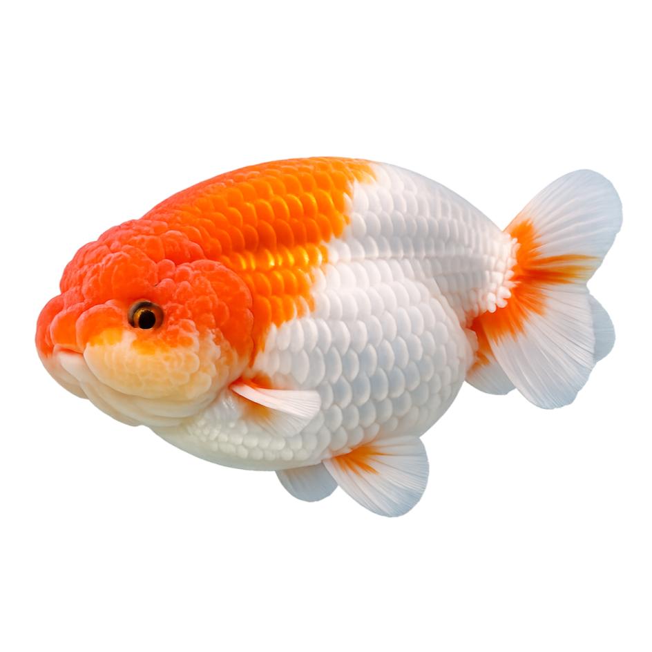 Goldfishes