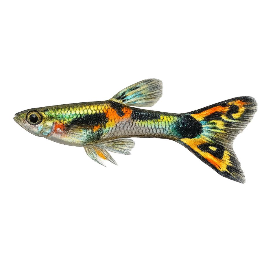 Guppies