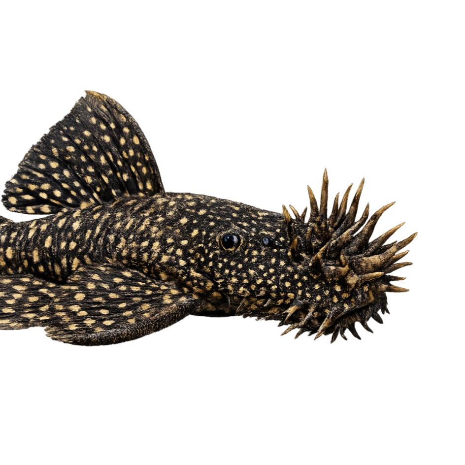 Plecos