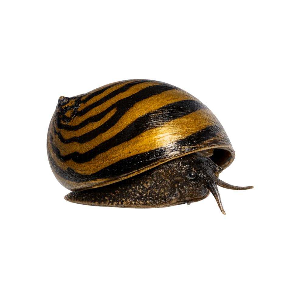 Snails