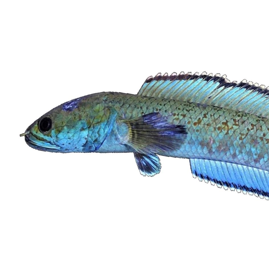 Snakeheads