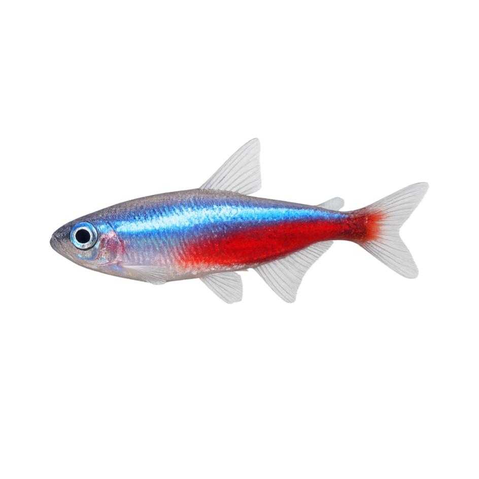 Tetras