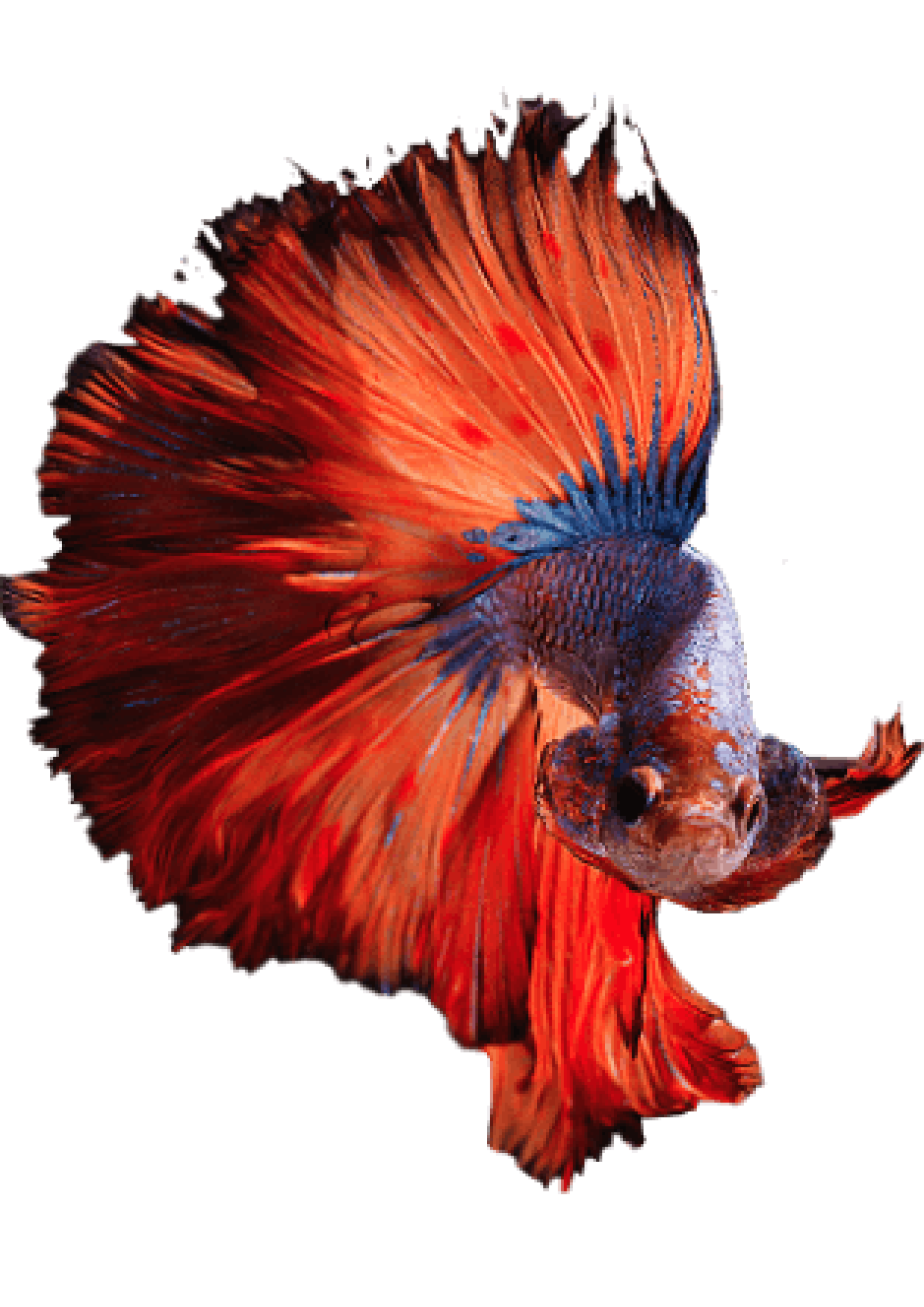 Betta fish